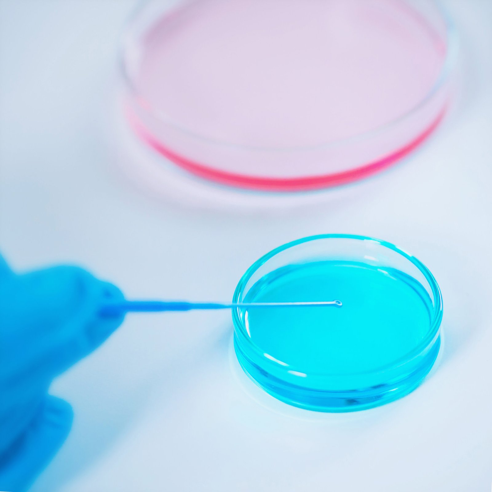 Laboratory research, inoculation loop in petri dish